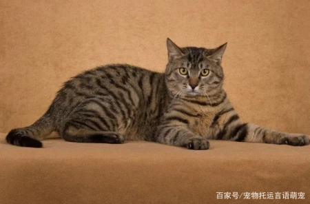 从深圳市到大连市托运1只中国狸花猫宠物猫托运宠物猫快递